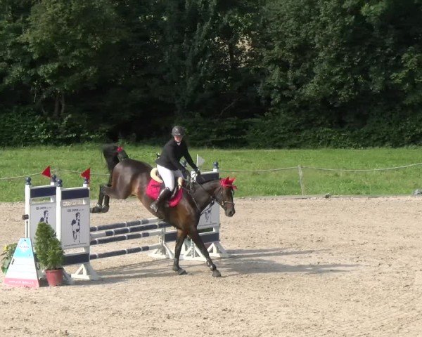 Reitturnier Gossau 2024