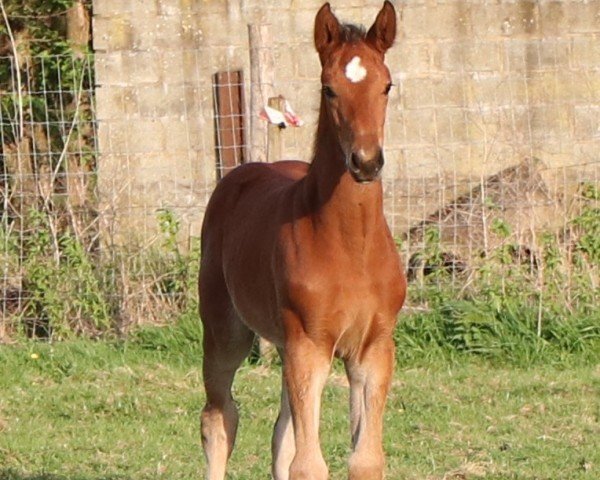 Fohlen von Quaxoloti HWH Z (Zangersheide Reitpferd, 2024, von Quilimbo)