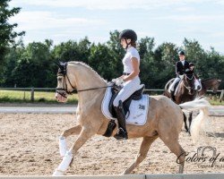 dressage horse Mister Spock WE (Deutsches Reitpony, 2017, from Centauro's Midas)