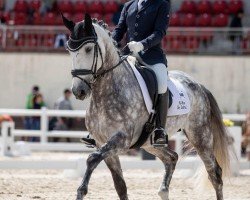 dressage horse Hi-Rico Do Sobral (Lusitano, 2012, from Rico)