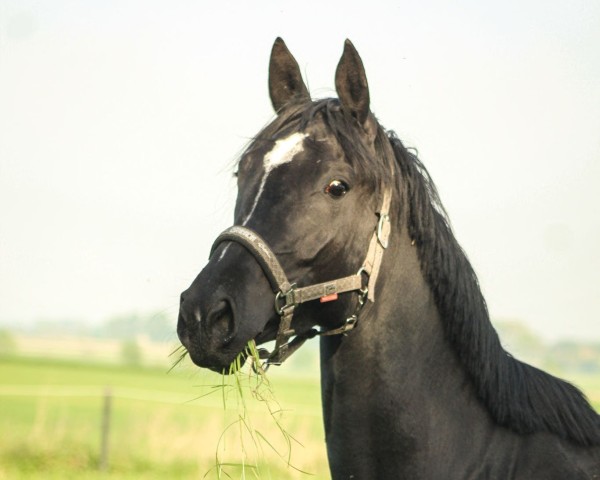 broodmare Rausgeputzt (Hanoverian, 2019, from Rotspon)