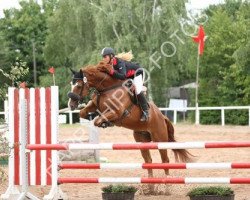 jumper Vitalis (KWPN (Royal Dutch Sporthorse), 2002, from Matterhorn)