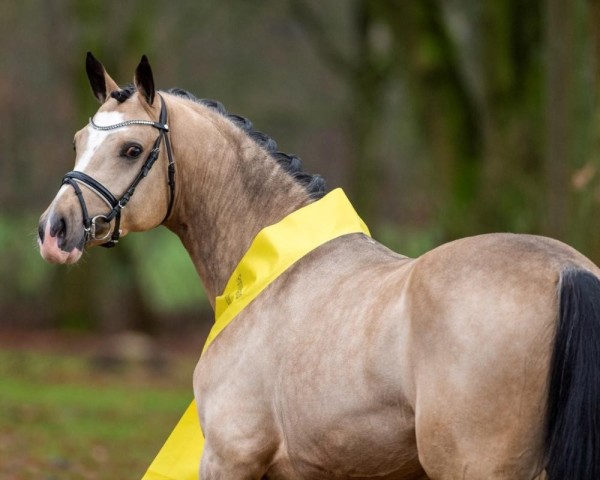 stallion Reitland's Diamonds Gold (German Riding Pony, 2016, from Reitland's Du oder Keiner)