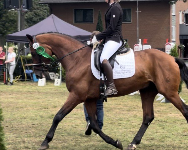 dressage horse Vincent 229 (Westphalian, 2012, from Vitalis)