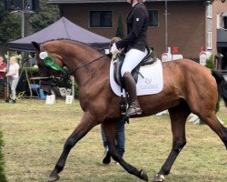 dressage horse Vincent 229 (Westphalian, 2012, from Vitalis)