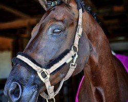 dressage horse He-Man 3 (Trakehner, 2014, from Abendtanz)