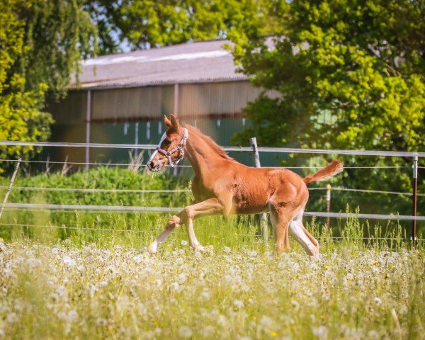 foal by Sacre Coeur JG (Oldenburg, 2024, from San Escobar OLD)