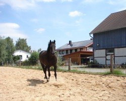 horse Rhouston (Trakehner, 2005, from Houston)