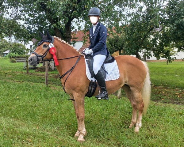 broodmare Napirei (Haflinger, 2006, from Novembernebel)