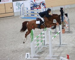 jumper Donald du Soufflet CH (Swiss Warmblood, 2015, from Duc de la Lande II)