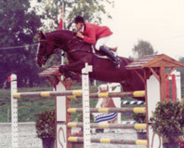 stallion Wango des Pres (Swiss Warmblood, 1992, from Wandango)