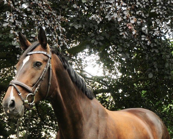 broodmare Shakira 428 (Oldenburg show jumper, 2009, from Singulord Joter)