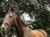 broodmare Shakira 428 (Oldenburg show jumper, 2009, from Singulord Joter)