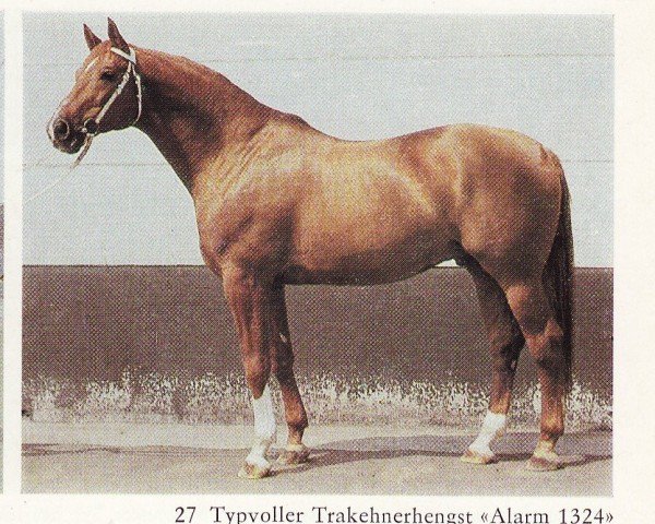 Deckhengst Alarm (Trakehner, 1970, von Neujahr Mo 1178)