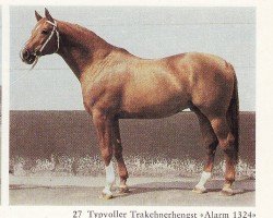 stallion Alarm 1324 (Trakehner, 1970, from Neujahr Mo 1178)