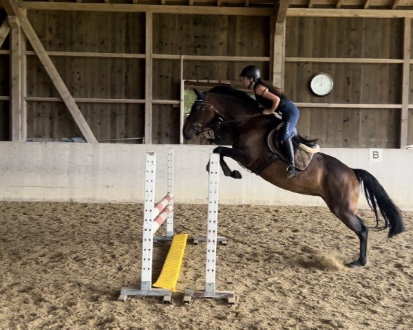 jumper Leona E.w. CH (Swiss Warmblood, 2012, from Lady Lover R)