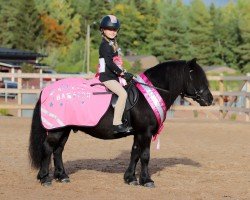 Pferd Skärgårdens Onassis (Shetland Pony, 2009, von Riccardo v.d. Langenhorst)