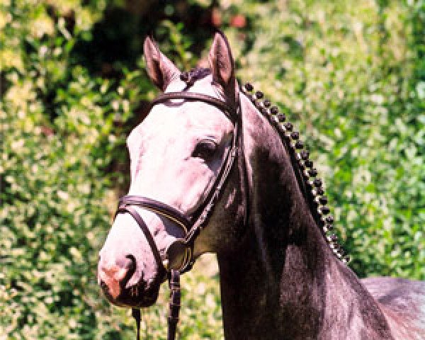 stallion Lintasboy R (Württemberger, 1999, from Lintas)