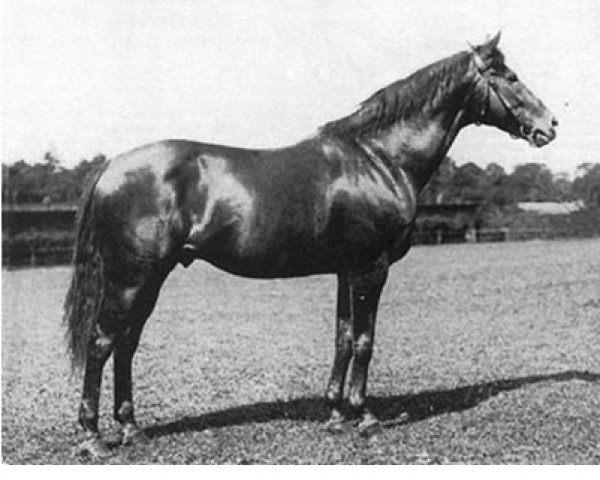 stallion Simson xx (Thoroughbred, 1920, from Sanskrit xx)