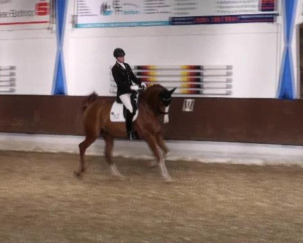 Dressur- und Springturnier Eröffnung der grünen Saison 2013