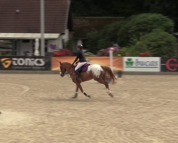 Reitturnier Klein Roscharden 2024