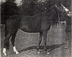 broodmare Danaide xx (Thoroughbred, 1932, from Sardanapale xx)