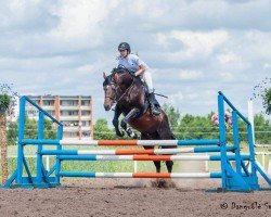 stallion Tamerlanas (Trakehner, 2005, from Heleris)