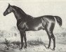 stallion Beiram (Mecklenburg, 1829, from Hercules)
