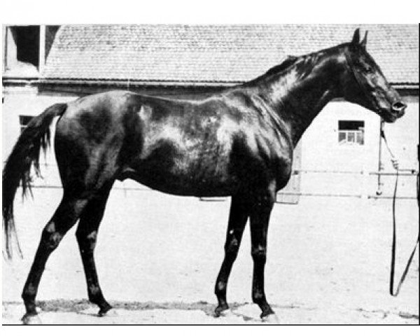 horse Carolus xx (Thoroughbred, 1960, from Harlekin xx)