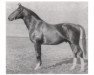 stallion Allerstrand (Hanoverian, 1928, from Allmers)