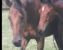 broodmare Cijou (Westphalian, 1992, from Cubaner)