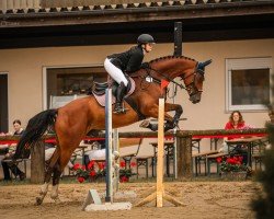 Springpferd Chakiro de Coeur (Deutsches Sportpferd, 2019, von Ab 19 Chepetto)