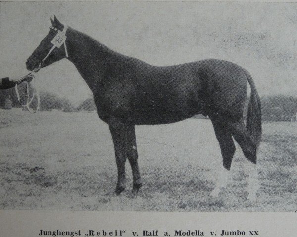 stallion Rebell 1313 (Noble Warmblood, 1970, from Ralf Mo 1087)