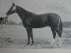 stallion Rebell 1313 (Noble Warmblood, 1970, from Ralf Mo 1087)