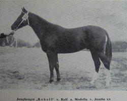 Deckhengst Rebell 1313 (Edles Warmblut, 1970, von Ralf Mo 1087)