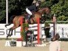 jumper Starletta 4 (Oldenburg show jumper, 2008, from Stakkatol)