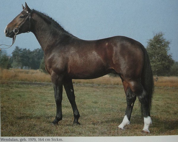 stallion Wendulan (Hanoverian, 1979, from Wendekreis)