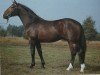 stallion Wendulan (Hanoverian, 1979, from Wendekreis)