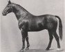 stallion Schwertfeger (Hanoverian, 1932, from Schwabenkoenig I 310260121)