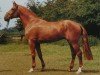 stallion Grossmogul (Hanoverian, 1982, from Götz 4074)