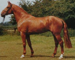 stallion Grossmogul (Hanoverian, 1982, from Götz 4074)