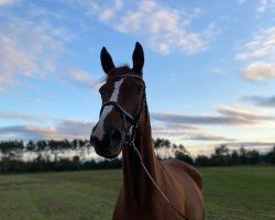 dressage horse Rivaldi 5 (German Warmblood, 2009, from Relius)