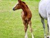 jumper Extravagant S (Oldenburg show jumper, 2023, from Emerald van 't Ruytershof)