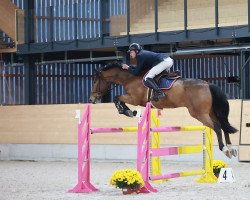 jumper Urgent du Soufflet CH (Swiss Warmblood, 2013, from Urleven Pironniere)