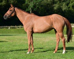 Springpferd Jadore La Soule (Selle Français, 2019, von Candy de Nantuel)