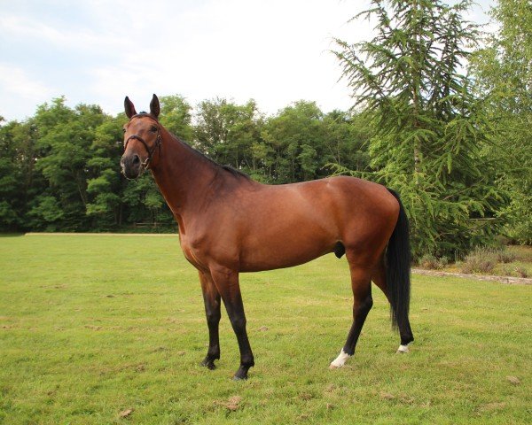 Springpferd Jaloustar De La Folie (Selle Français, 2019, von Balou Star)