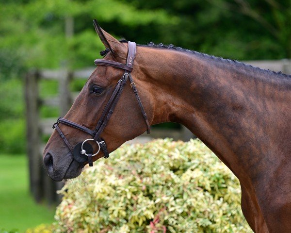 jumper Maestria M-G C Leuze (Belgium Sporthorse, 2018, from Balou du Rouet)