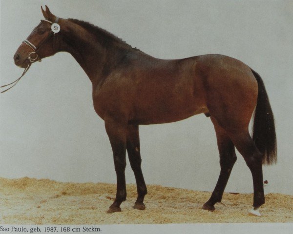 Deckhengst Sao Paulo (Oldenburger, 1987, von Sandro)