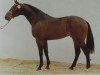 stallion Sao Paulo (Oldenburg, 1987, from Sandro)