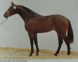 stallion Sao Paulo (Oldenburg, 1987, from Sandro)